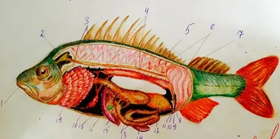 Внутреннее строение рыбы • Купить Внутреннее строение рыбы с доставкой по  Украине • Описание, фото, отзывы, цены
