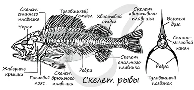 Строение рыбы фото фотографии