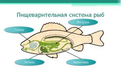 Рыбы. Общая характеристика. | ВКонтакте