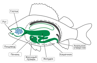 Влажный зоопрепарат \"Внутреннее строение рыбы\" купить в Москве, цена -  labkabinet.ru