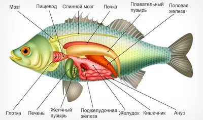 Внутреннее строение рыб - YouTube