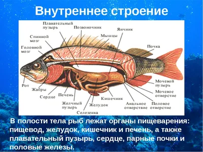 Внешнее и внутреннее строение рыб