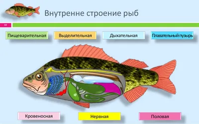 Строение рыб и интересные факты | Дневник эколога: про природу, животных,  экомероприятия, парки | Дзен