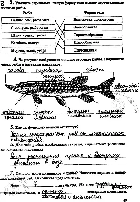 Рыбы — Википедия