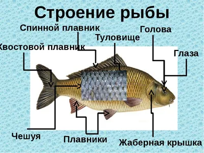 Решено)Ответы на вопросы страница 49 ГДЗ Латюшин Шапкин Рабочая тетрадь 7  класс по биологии с пояснениями