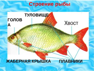 Купить ВЛАЖНЫЙ ПРЕПАРАТ ВНУТРЕННЕЕ СТРОЕНИЕ РЫБЫ в Уфе в MediaRB. Цена,  характеристики, фотографии