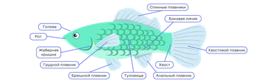 ПОДПИСАННАЯ ОТКРЫТКА ГЕРМАНИЯ. \"ВНУТРЕННЕЕ СТРОЕНИЕ ОКУНЯ.\" ФАУНА. РЫБЫ.  Купить в Бресте — После 1990 Ay.by. Лот 5033956420