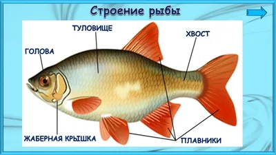 Барельефная модель «Внутреннее строение рыбы» - Оборудование для образования