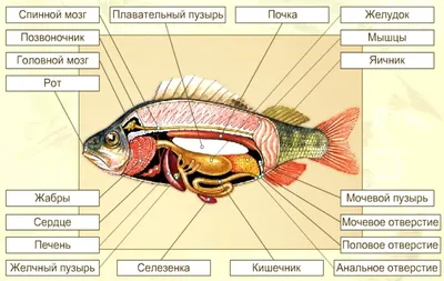 Почему рыбы не тонут? | Татьяна Серова | Дзен