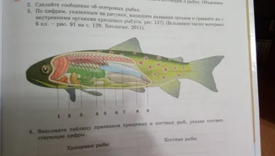 Говоруны\": Части тела рыбы