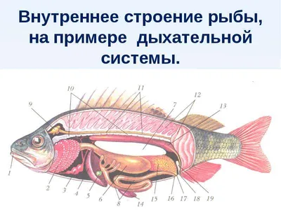 Онлайн-школа биологии - egebio.ru - Костные рыбы и кислород ⠀ 🔖Какие  приспособления в строении, поведении и жизнедеятельности костных рыб  обеспечивают интенсивное извлечение ими кислорода из воды? ⠀ Посмотрите,  ребята, вас спрашивают не