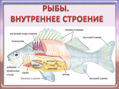 Смотреть диафильм Класс рыбы. Строение, размножение, развитие