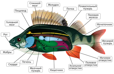 31. Строение и функции пищеварительной, дыхательной, кровеносной и  выделительной систем рыб