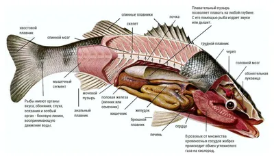 Рыбы. Внутреннее строение - презентация онлайн