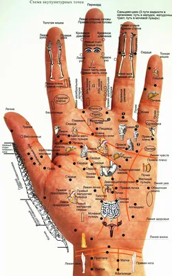 Су джок терапия картинки фотографии