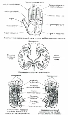 Су-джок. Массаж зоны соответствия на тыльной стороне кисти | Webmedchina |  Дзен