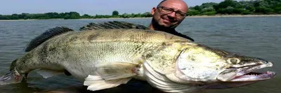 A record pike perch of 22кг # is the greatest Fish caught in the world -  YouTube