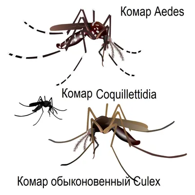 Кожные заболевания у собак | Пикабу