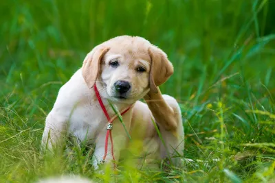 Лишай у собак 🐶 – виды, симптомы и признаки заражения питомца