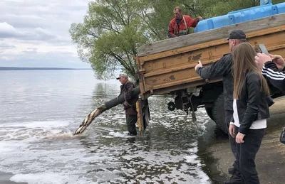 Отчет о рыбалке: Сурское водохранилище — Приволжский федеральный округ,  Пензенская область — № 7747 — fishing-report.ru