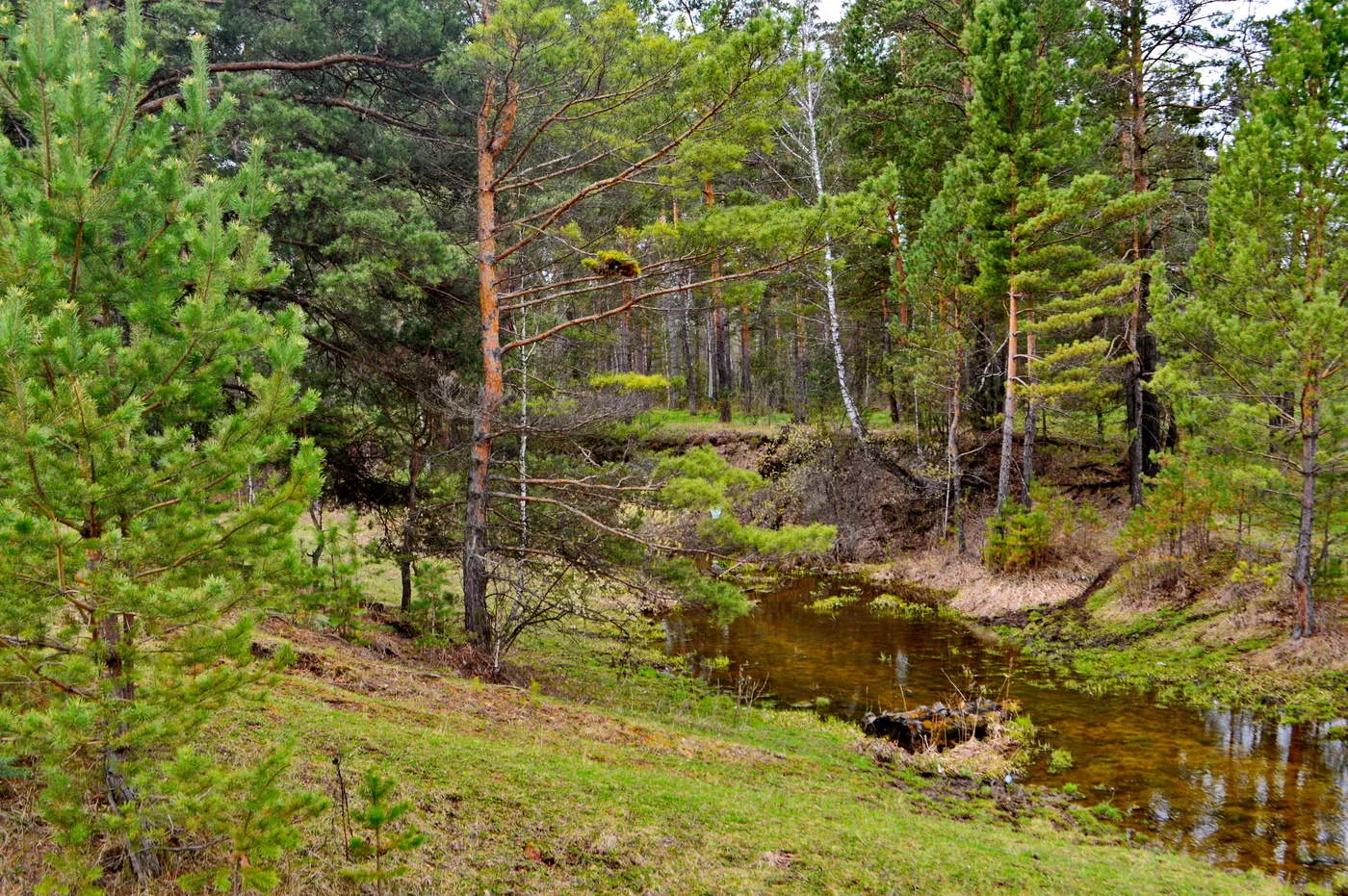 Сайт тайга новосибирск. Сузун лес. Тайга Новосибирская область. Новосибирск Тайга природа. Сузун лес сосны.