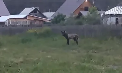 Фото: Сузунская Заимка, турбаза, Новосибирская область, Сузунский район,  село Верх-Сузун — Яндекс Карты