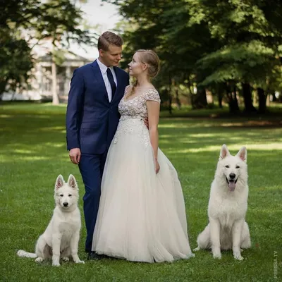 Свадебная фотосессия с домашними любимцами