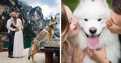 Honor Your Pet in Your Wedding With These Ideas | Dog wedding, Wedding  pets, Wedding photography poses