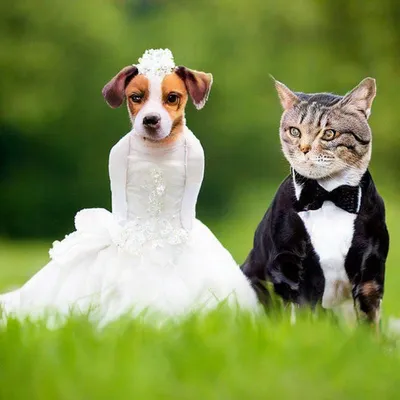 Lake Tahoe wedding photography couple with pet pug dog #laketahoewedding  #Tahoeweddingphotographer ©️️ www.tahoew… | Pug wedding, Tahoe wedding,  Lake tahoe weddings