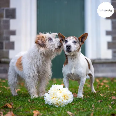 11 «Свадебных» фотографий собак | 🐶ПИТОМЕЦ.РУ🐱 | Дзен