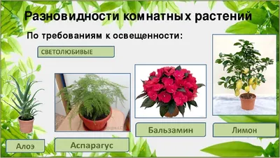 Купить комнатные растения Фикус Бенджамина Экзотика двойная спираль в кашпо  с автополивом LECHUZA, общая высота - 170 см в магазине ARTPLANTS с  доставкой по Москве