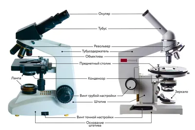 Как устроен световой микроскоп и как с ним работать? | Биология с Марией  Семочкиной | Дзен