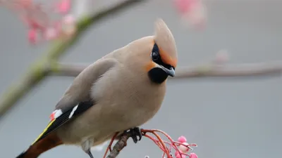 Свиристель (Bombycilla garrulus). Птицы Дальнего Востока России.