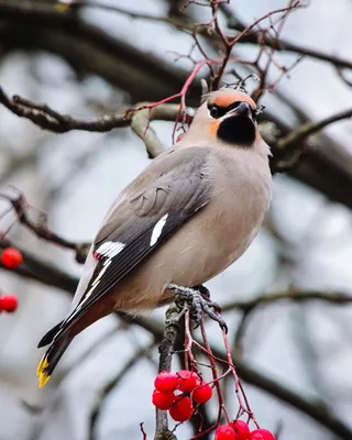 Свиристель (Bombycilla garrulus). Птицы Сибири.