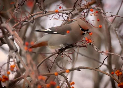 Прилетели свиристели - ANIMAL PHOTO