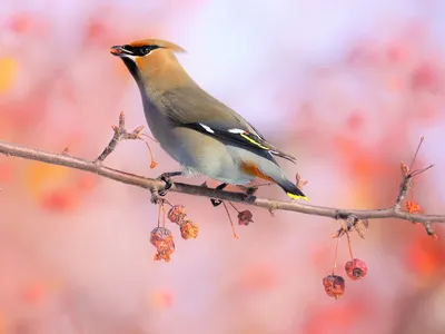 Свиристель (Bombycilla garrulus). Птицы Европейской России.