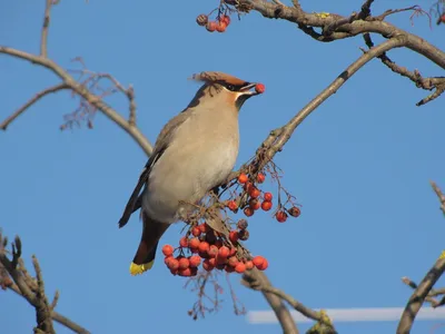 Свиристель (Bombycilla garrulus). Птицы Сибири.