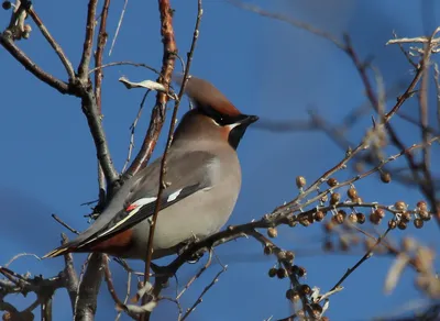 Свиристель (Bombycilla garrulus). Фотогалерея птиц. Фотографии птиц России,  Беларуси, Украины, Казахстана, Таджикистана, Азербайджана.