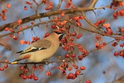 Свиристель (Bombycilla garrulus). Птицы Европейской России.