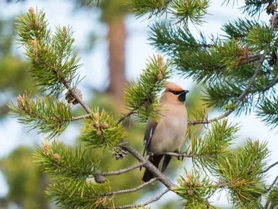 Любители птиц - Свиристель, или обыкновенный #свиристель / Bohemian  #waxwing (лат. Bombycilla garrulus) — певчая птица отряда воробьинообразных  семейства свиристелевых. Птицы держатся большими стаями. Летом питаются  насекомыми, которых нередко ловят на ...