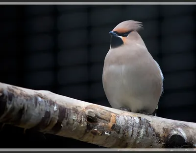 Фотокаталог птиц: Свиристель (Bombycilla garrulus)