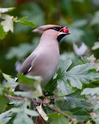 Свиристель (Bombycilla garrulus). Птицы Казахстана.