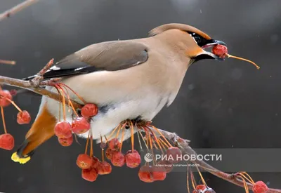 свиристель-ягодный гурман — Фото №1318648