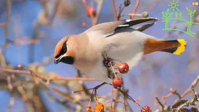 Свиристель - eBird