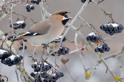 Голоса птиц Как поёт Свиристель (Bombycilla garrulus) - YouTube