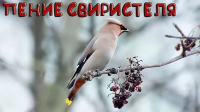 Обыкновенный свиристель — Bombycilla garrulus / Галерея / Птицы России