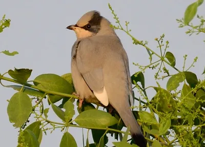 Американский свиристель - Cedar waxwing. Photographer Etkind Elizabeth