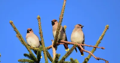 Японский свиристель - eBird