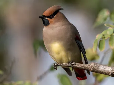 Свиристель (Bombycilla garrulus)