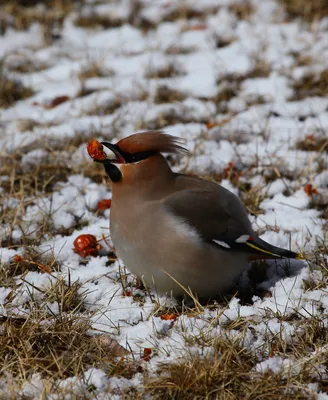 Японский свиристель - eBird